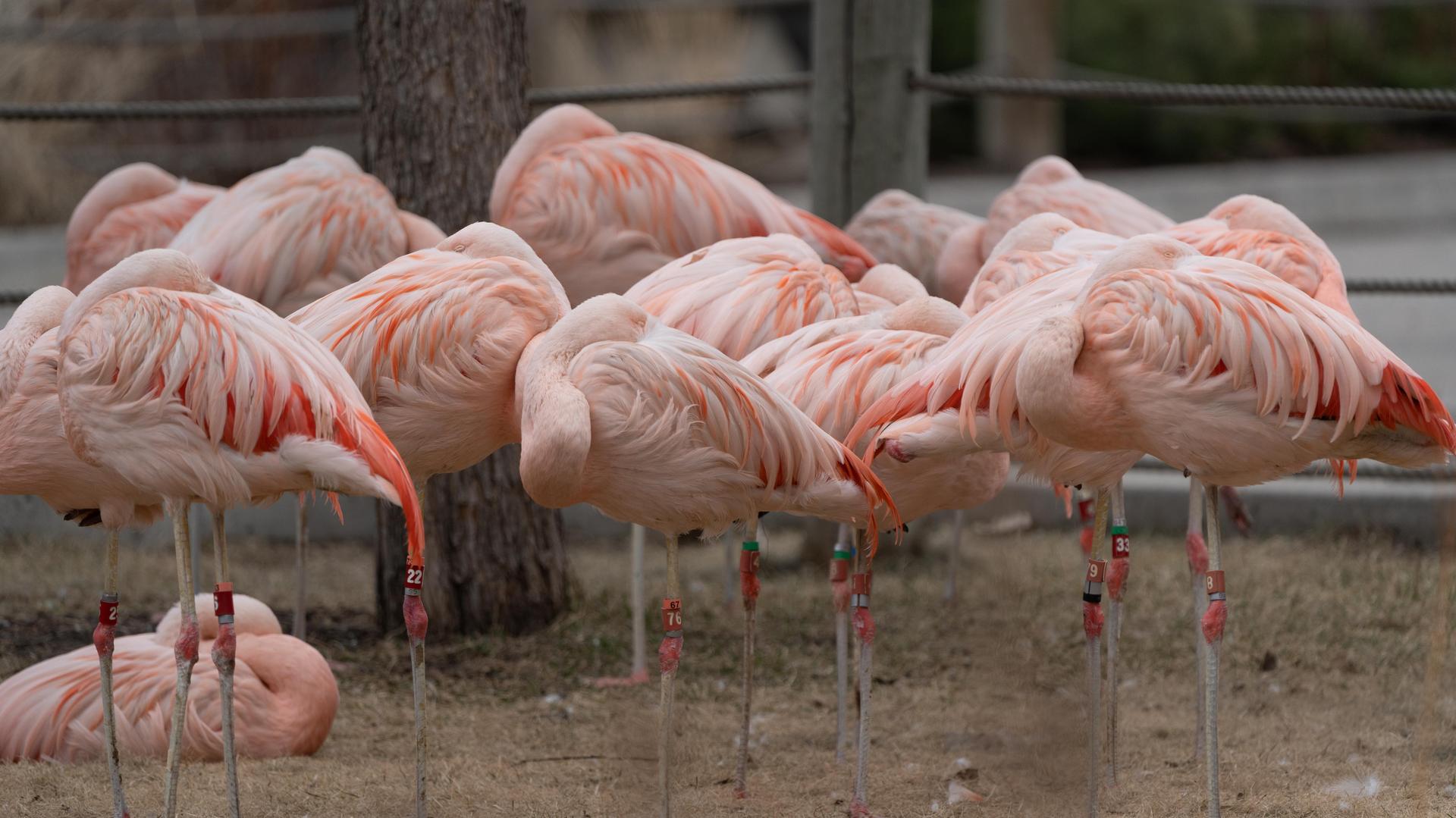 Chilean flamingos