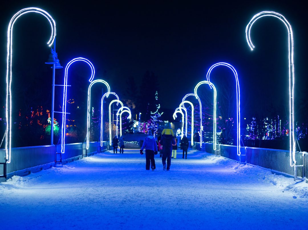 calgary zoo membership zoolights