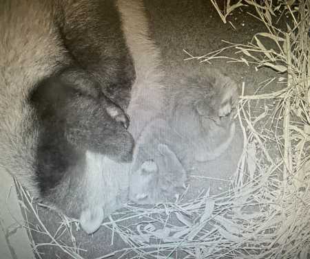 Red panda and her cubs