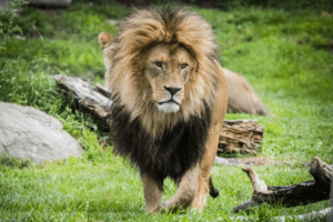 African lion