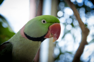 Alexandrine parakeet