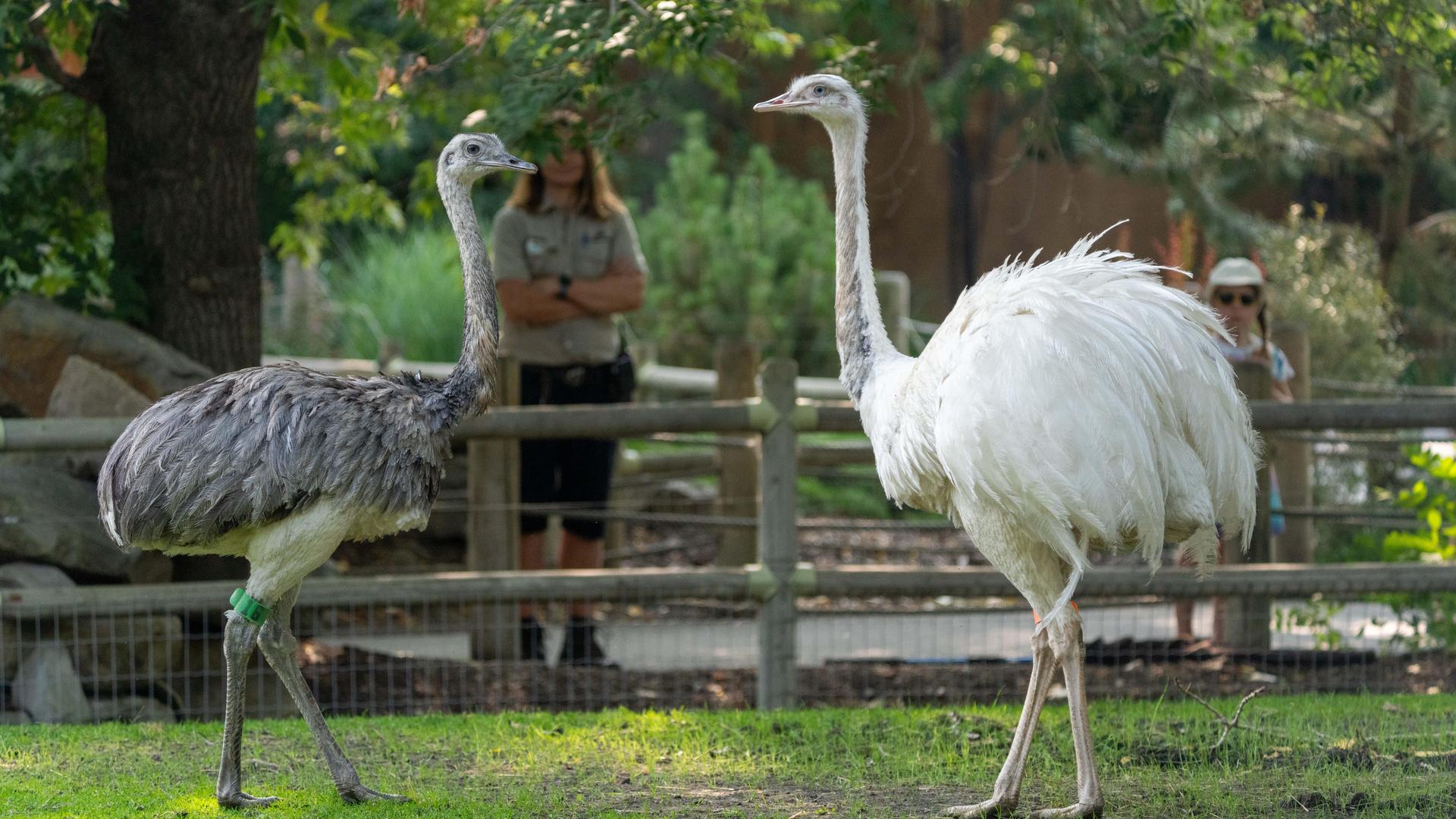 Greater rheas