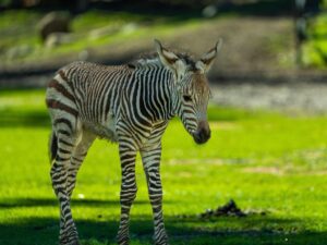 Zebra foal