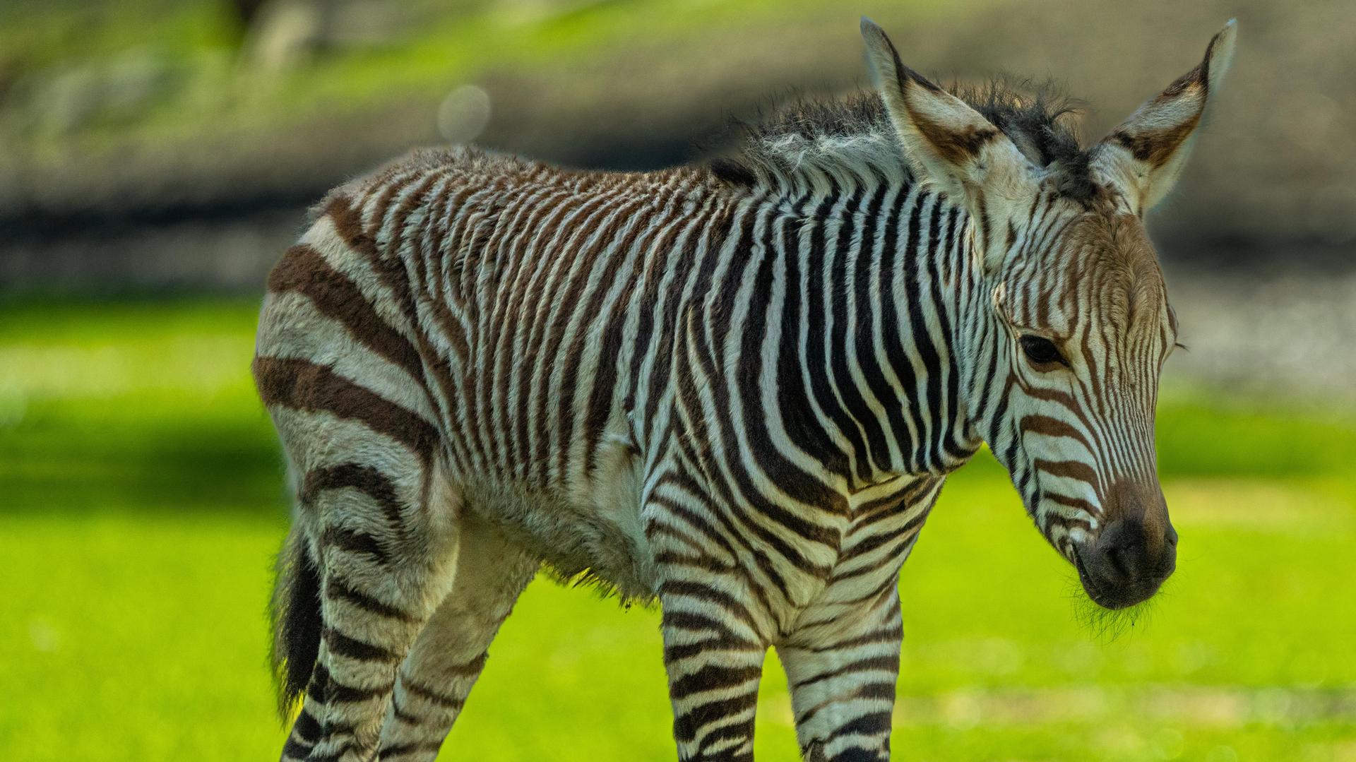 Zebra foal