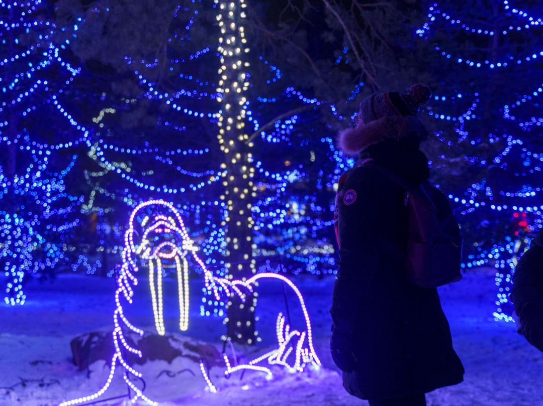 ZOOLIGHTS