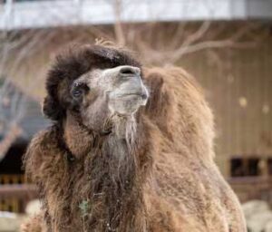 Bactrian camel