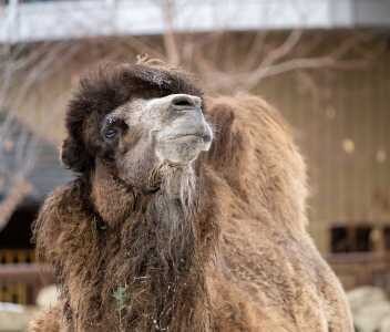 Bactrian camel