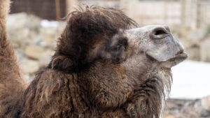 Bactrian camel