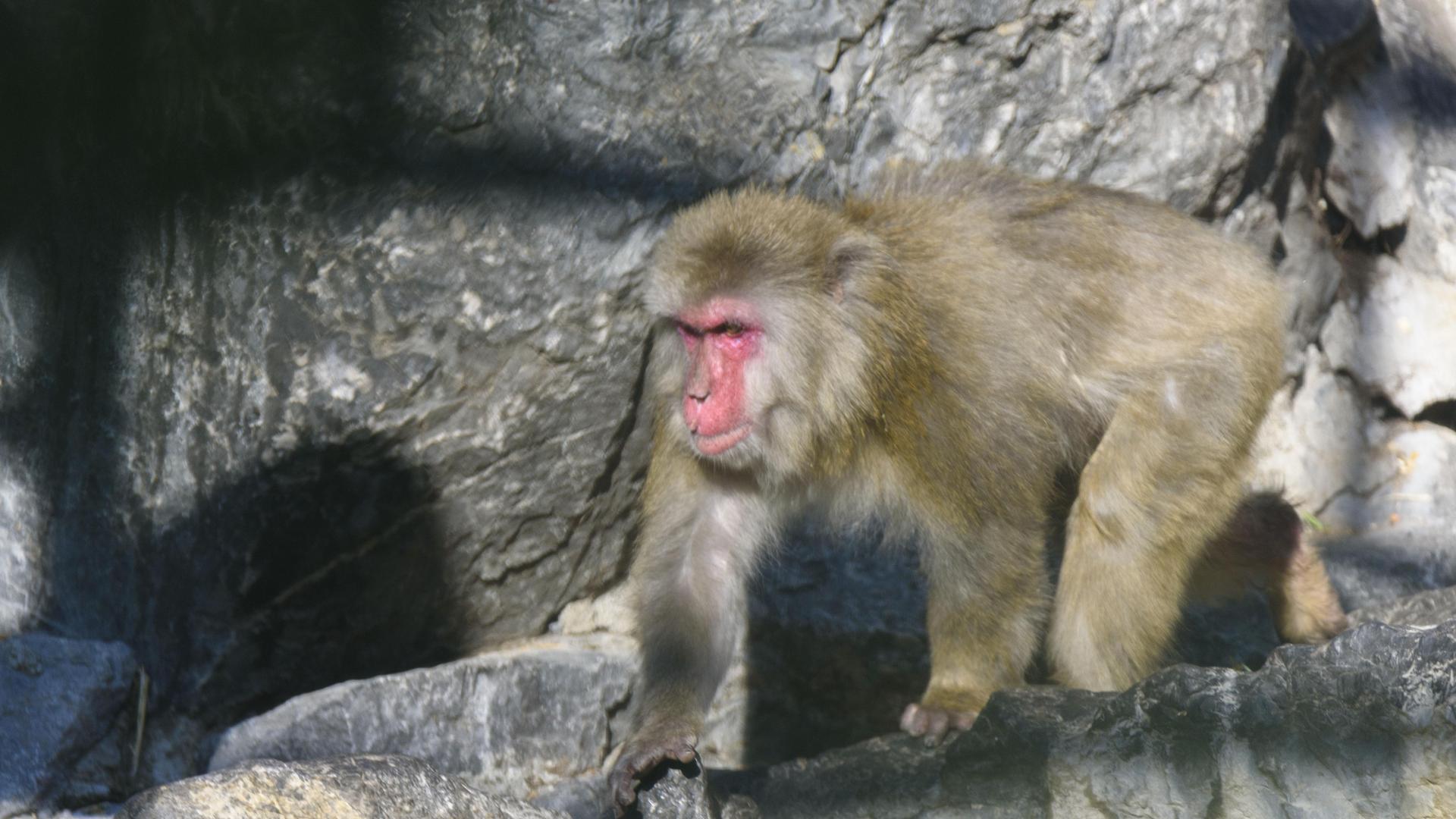 Japanese macaque