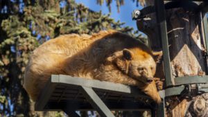 Black bear