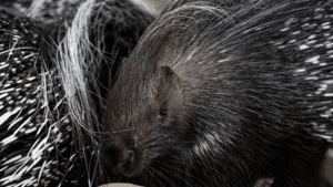 African crested porcupine