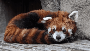 Red panda