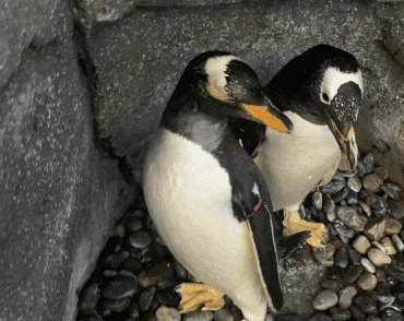 Gentoo penguin