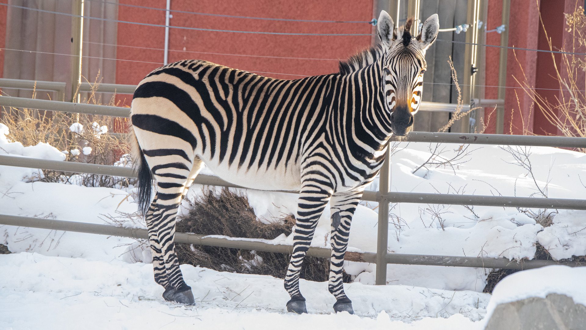 Hartmann's Mountain zebra