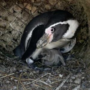 Humboldt penguin with chick