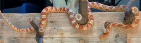 Corn snake