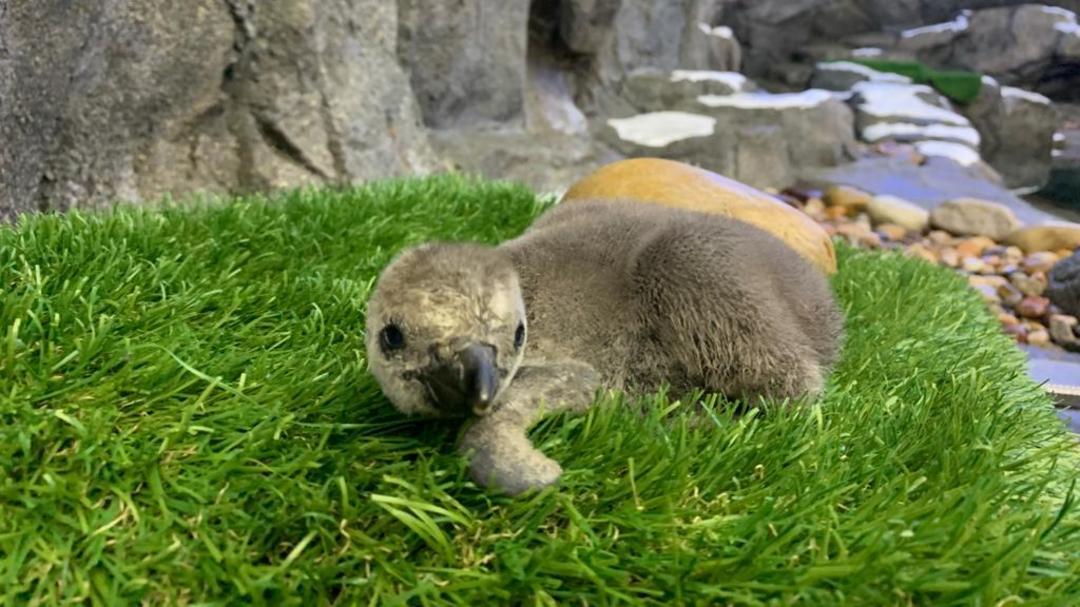 Humboldt penguin chick
