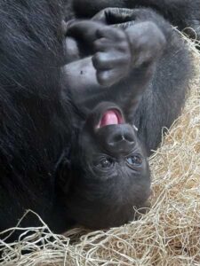 Gorilla infant