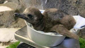 Humboldt chick
