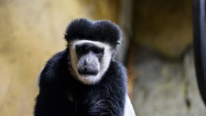 Black-and-white colobus monkey