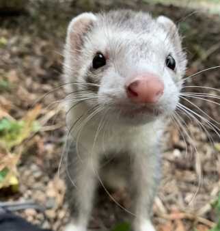 Ferret