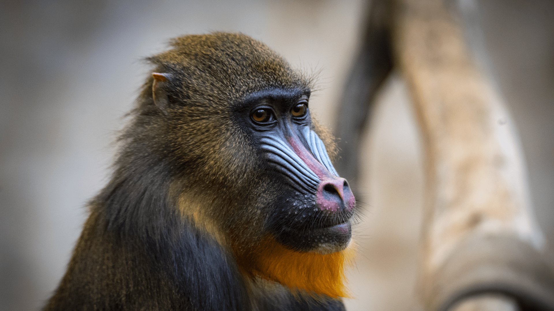 Female mandrill