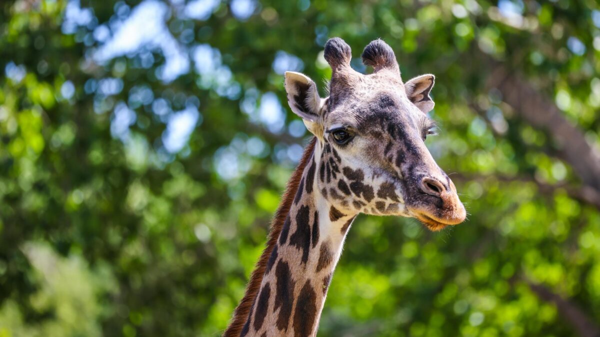 Masai giraffe