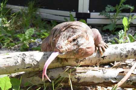 Red tegu