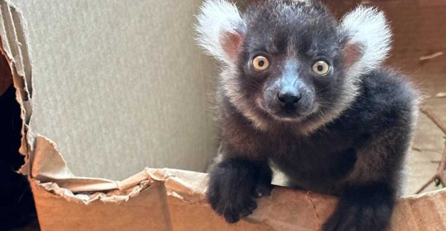 Black-and-white ruffed lemur pup