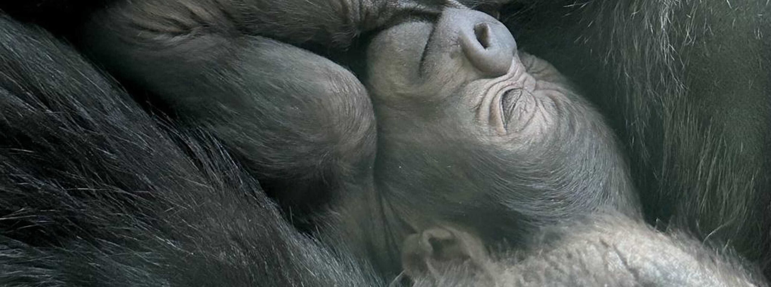 Western lowland gorilla infant