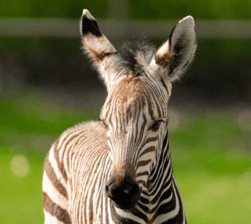 Zebra foal