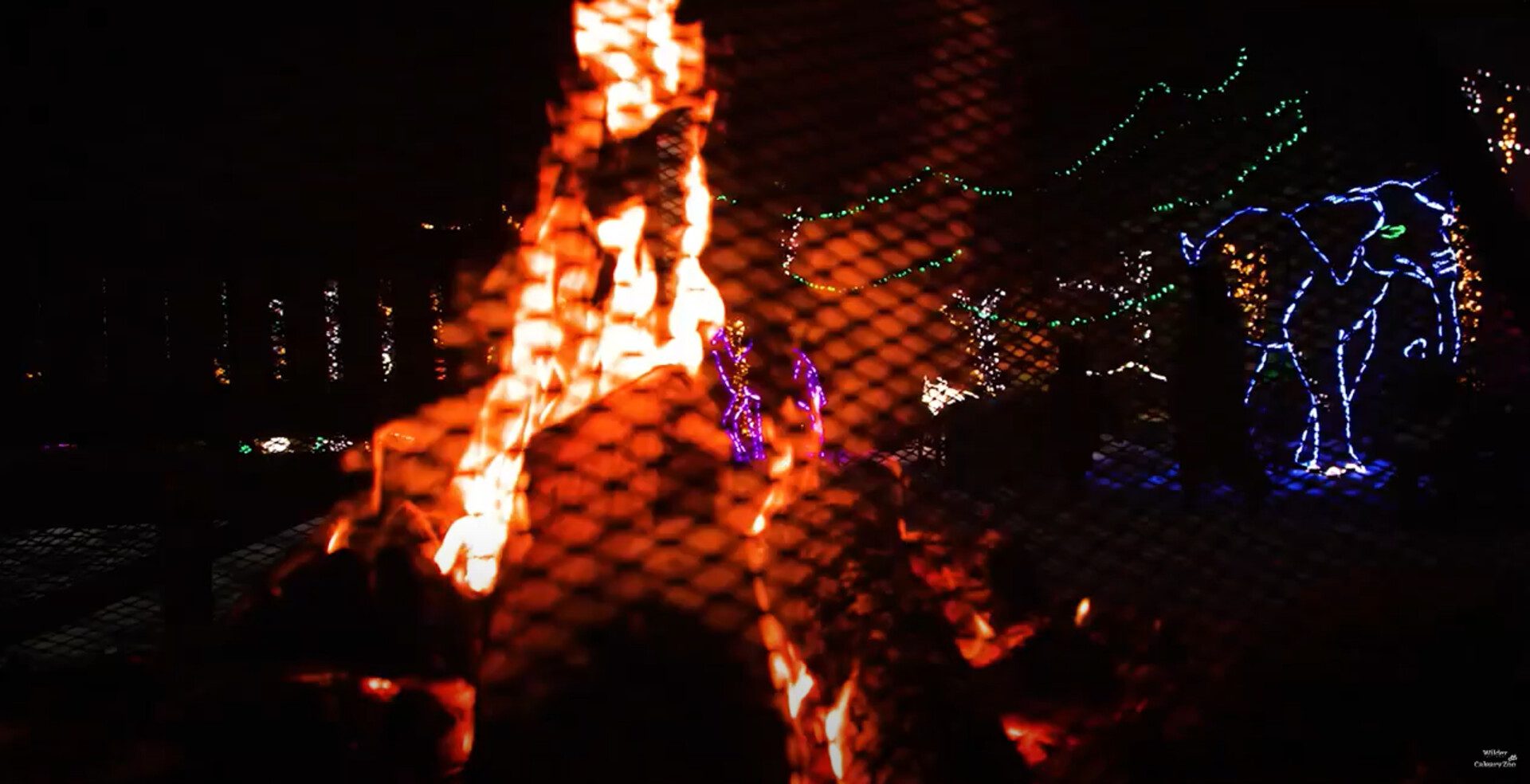 Zoolights