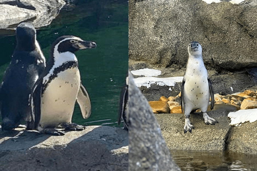 Humboldt penguins