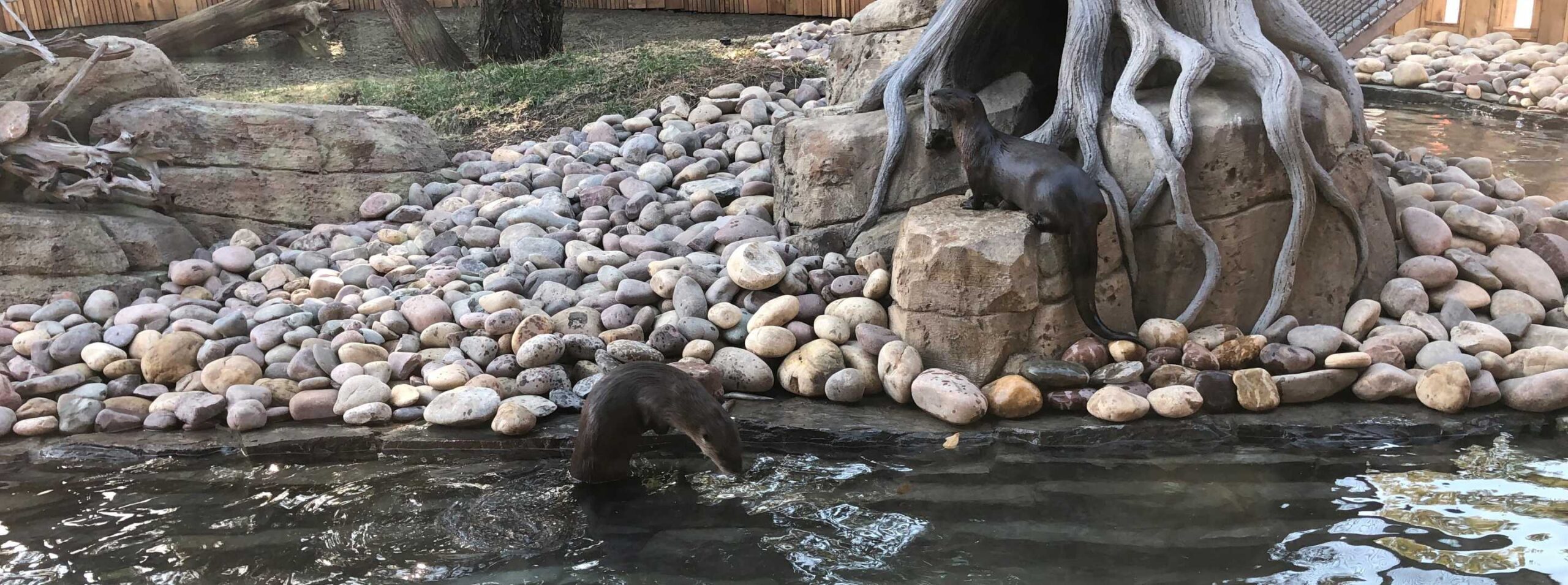 Otters
