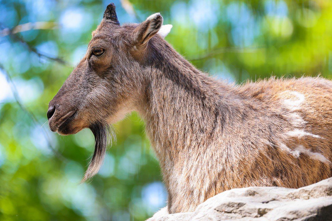 Turkmenian Markhor