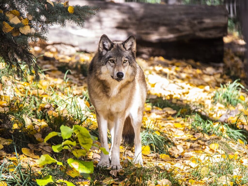 grey wolves