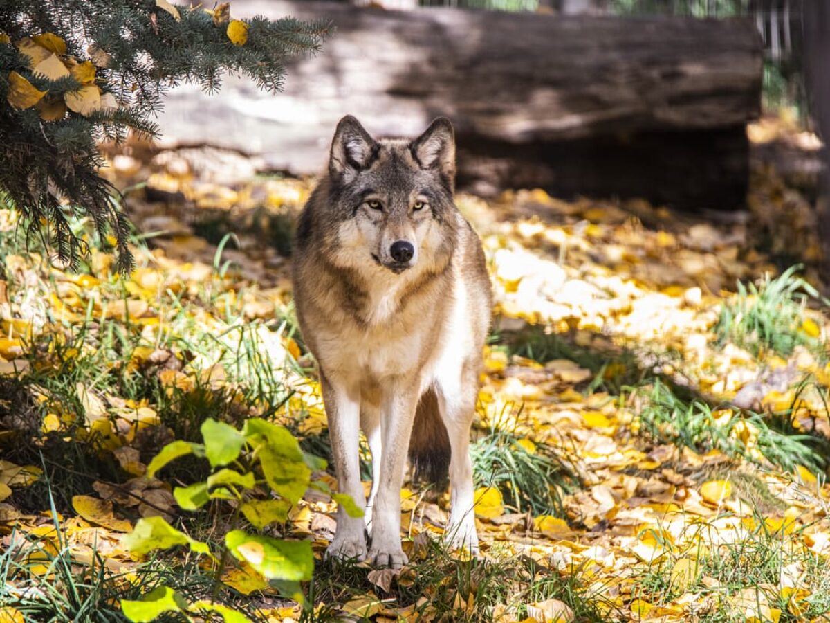 grey wolves