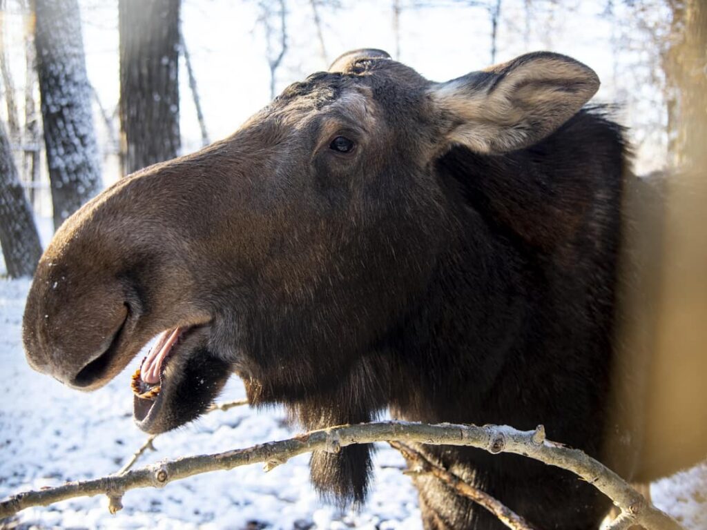 Moose