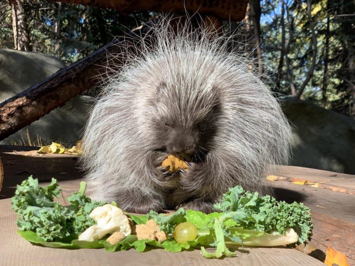 North American Porcupine