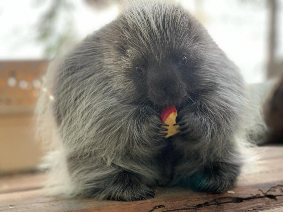 North American Porcupine