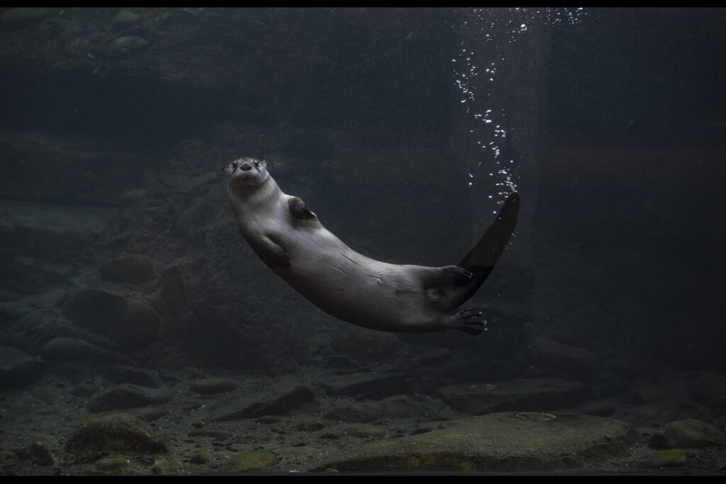 River Otter