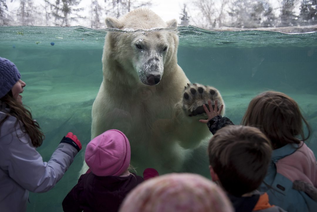 Wild Canada - Wilder Institute/Calgary Zoo