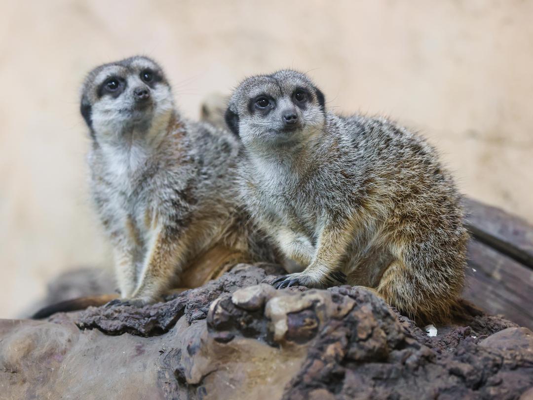 Slender-Tailed Meerkats