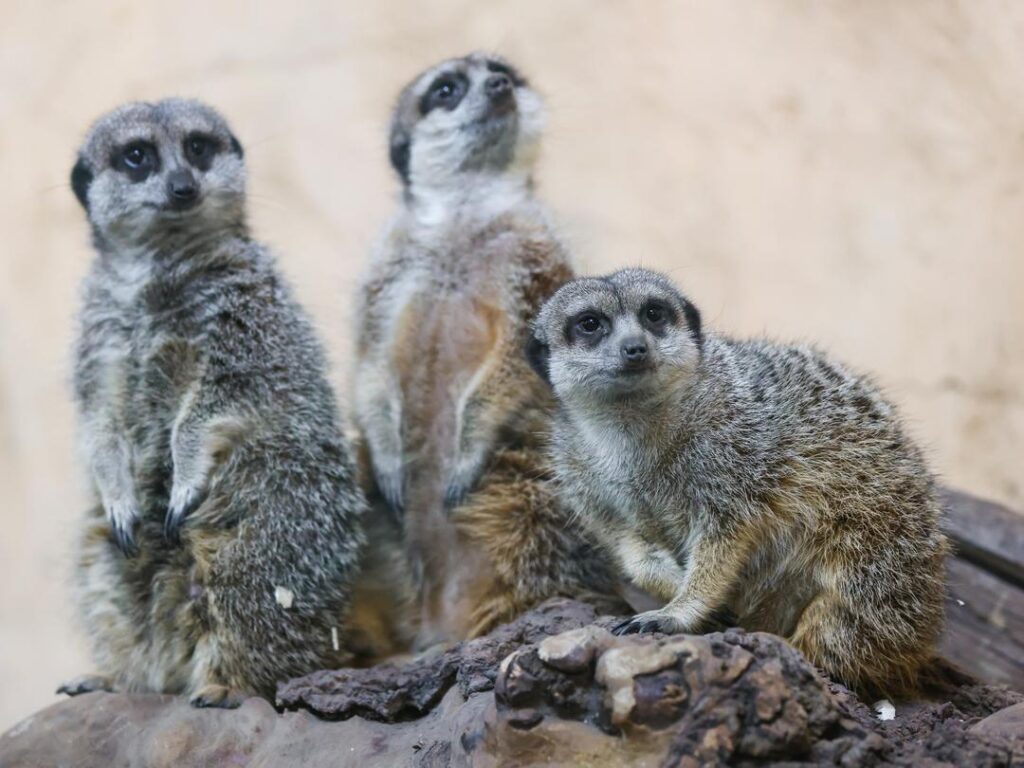 Slender-Tailed Meerkats