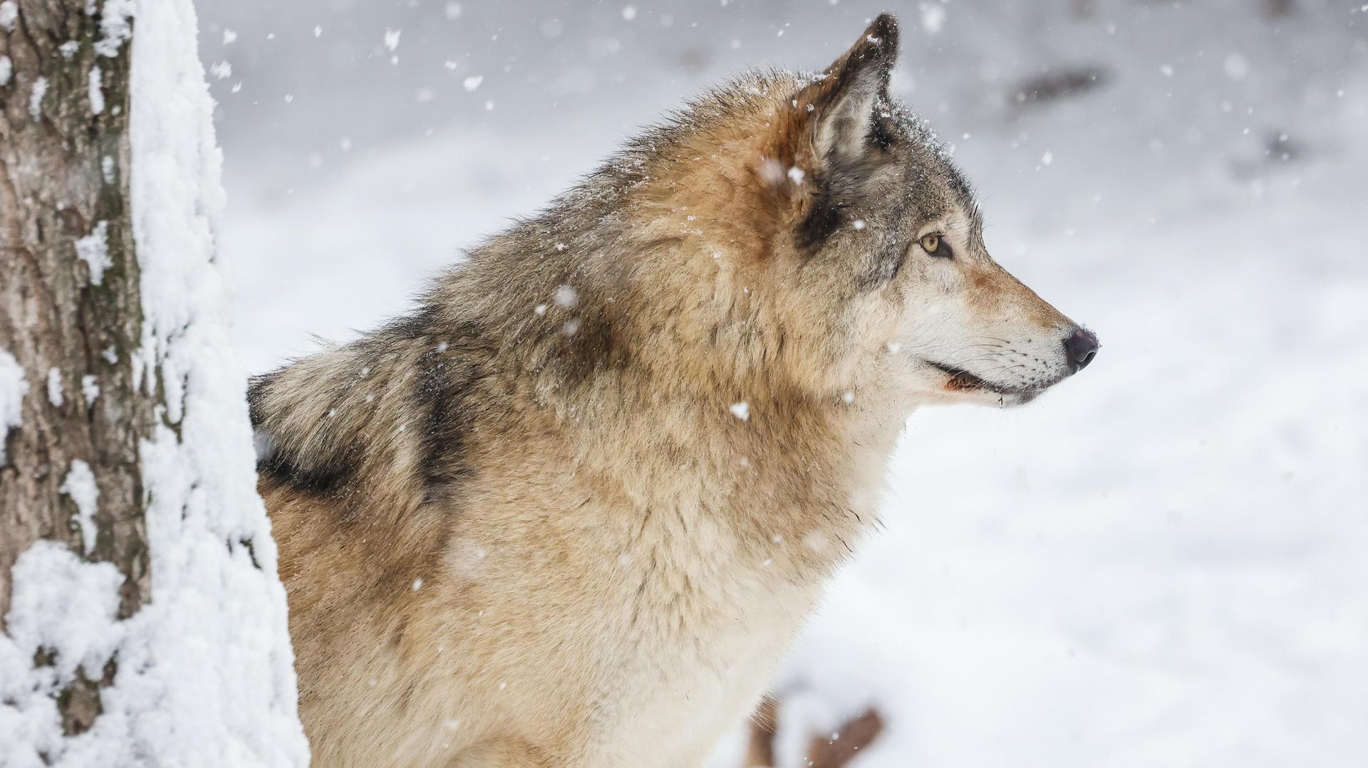 Grey wolf