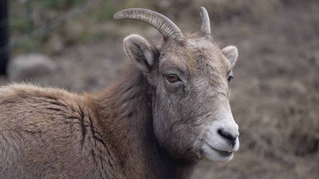 Bighorn sheep