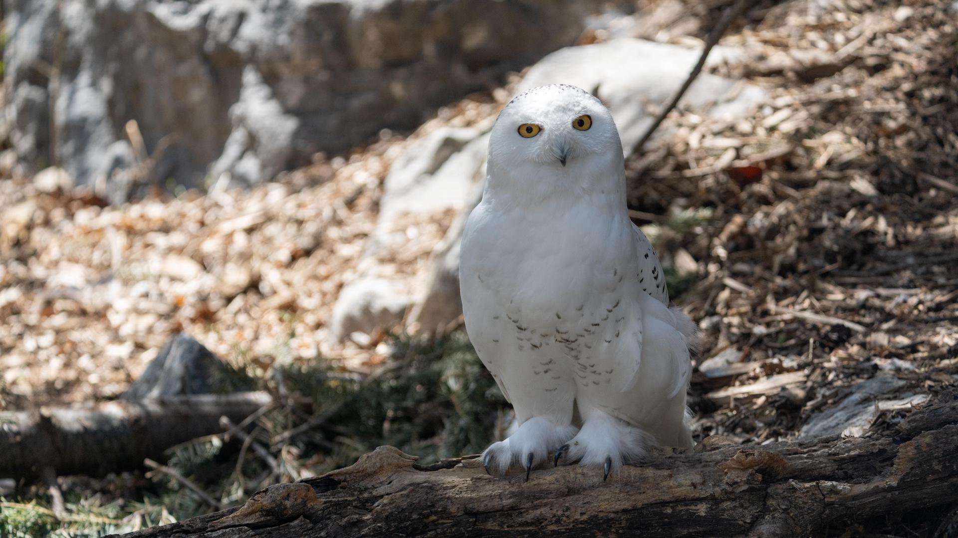 Snowy Owl