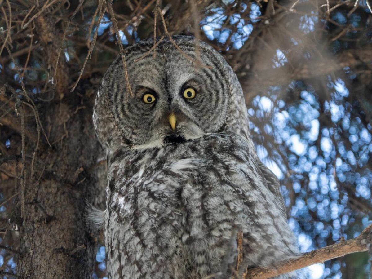 Great Grey Owls