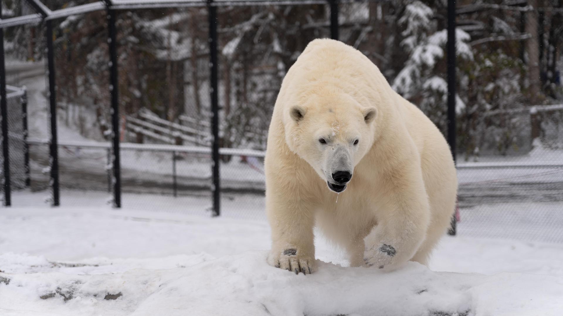 Polar bear