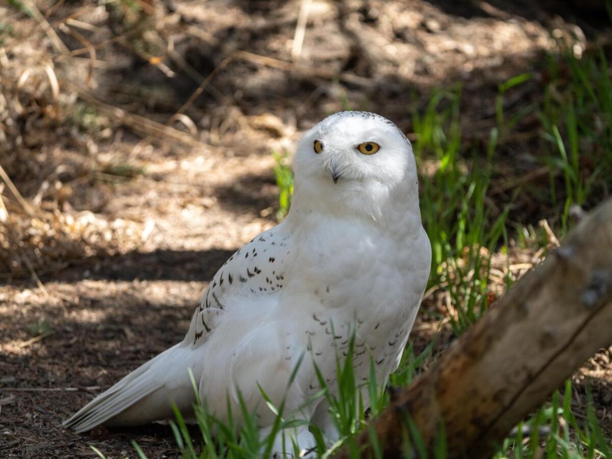 Snowy owl
